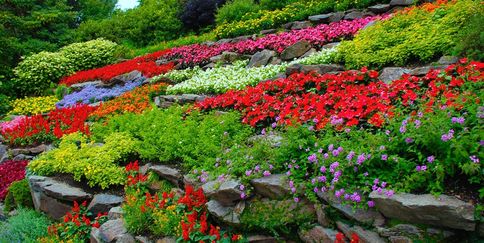 colorful-flowers-terraced-hillside-garden-design_11850.jpg