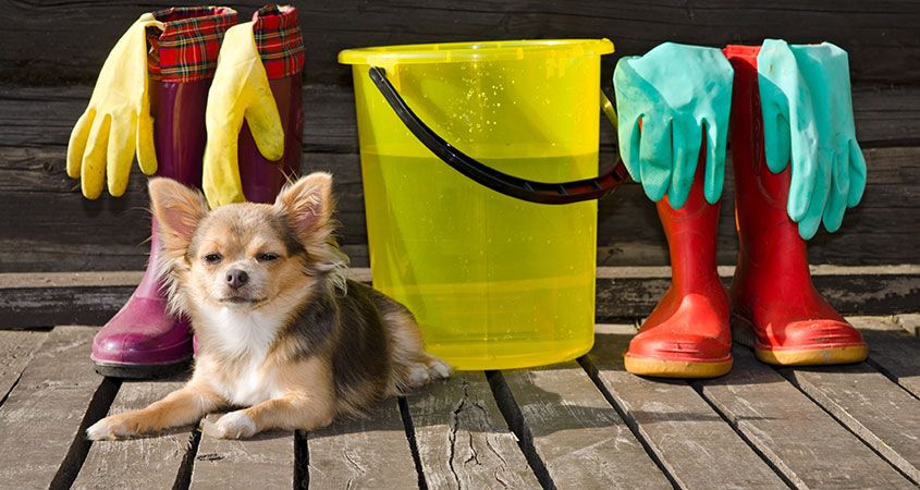spring-cleaning-tips-for-dog-owners.jpg
